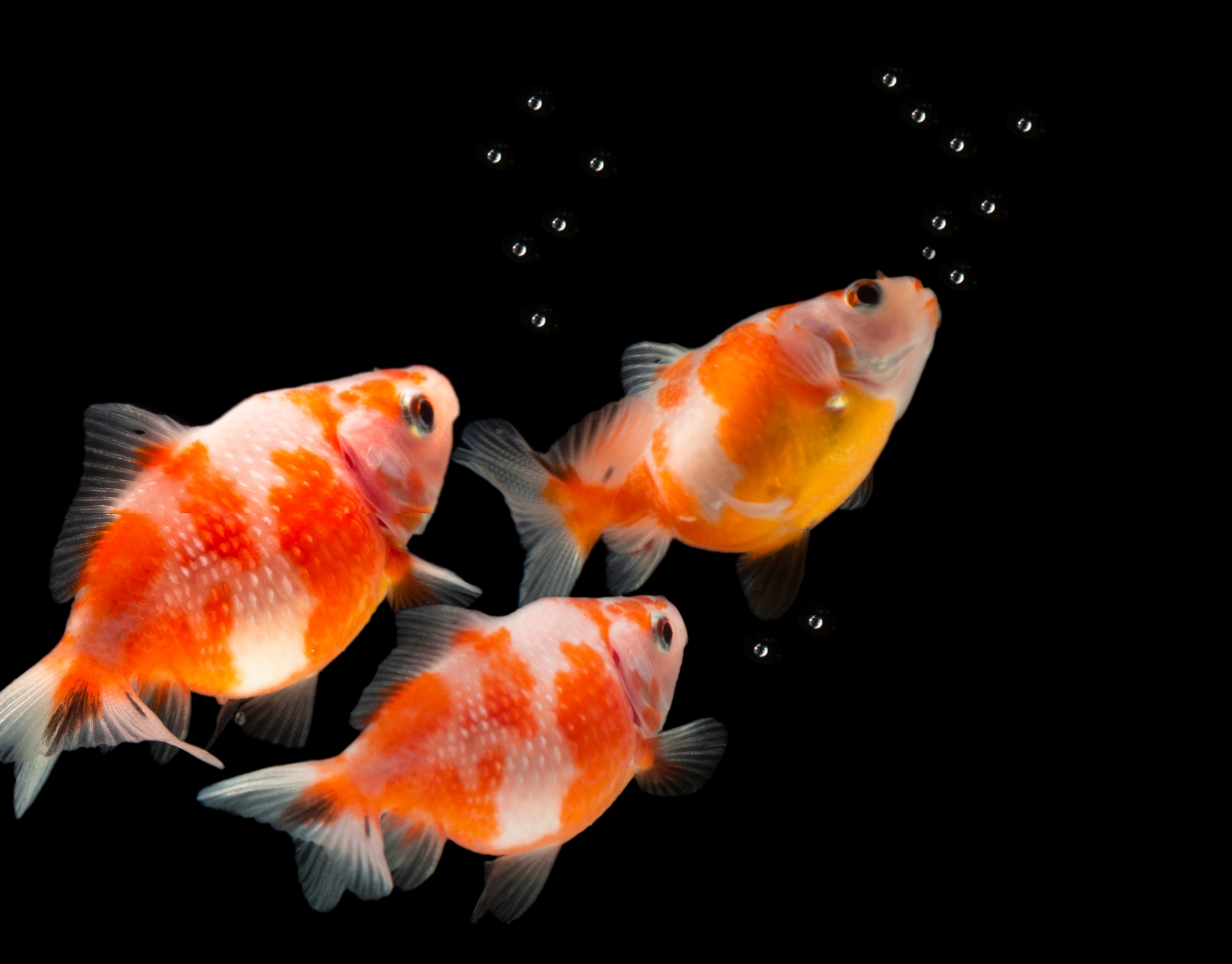 金魚(寿命10年以上)